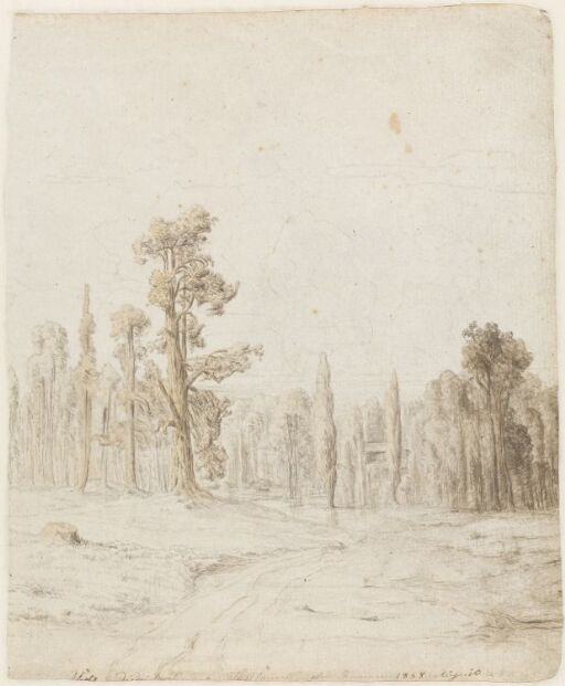 Forest Landscape with Poplars