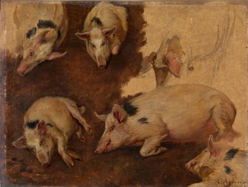 Study of six Pigs