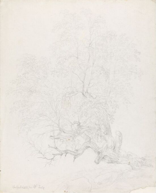 Trestudie, Vestfjorddalen