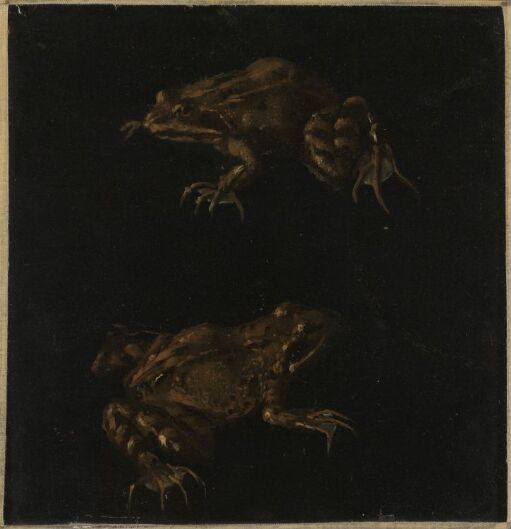 Two Brown Frogs