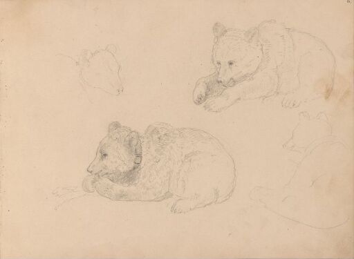 Studier av bjørnunge
