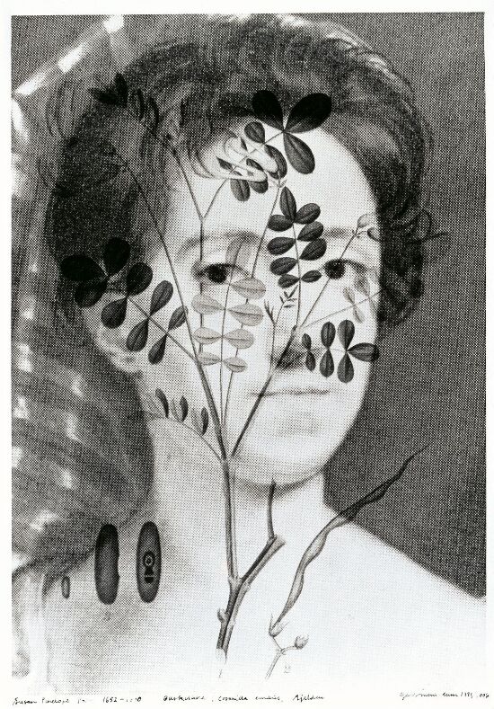 Susan Penelope Rosse (1652–1700) Buskvikke, Coronilla emerus, sjelden