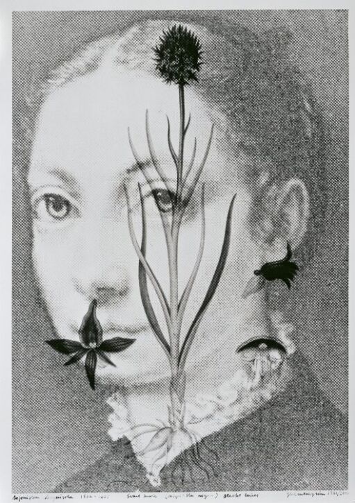 Sofonisba Anguisola (ca. 1532–1625) Svart kurle, Nigritella nigra, sterkt truet