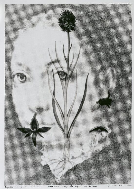Sofonisba Anguissola (ca. 1532–1625) Svartkurle, Nigritella nigra, sterkt truet