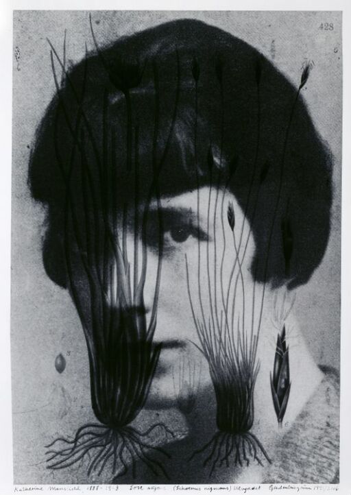 Katherine Mansfield (1888–1923) Schoenus Nigricans, Extinct