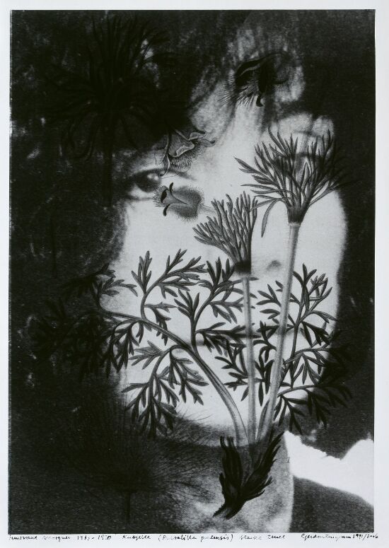Irmtraud Morgner (1933–1990), Kubjelle, Pulsatilla pratensis, sterkt truet