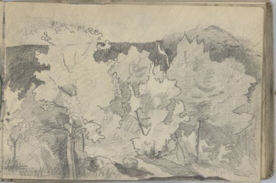 Trees in Landscape