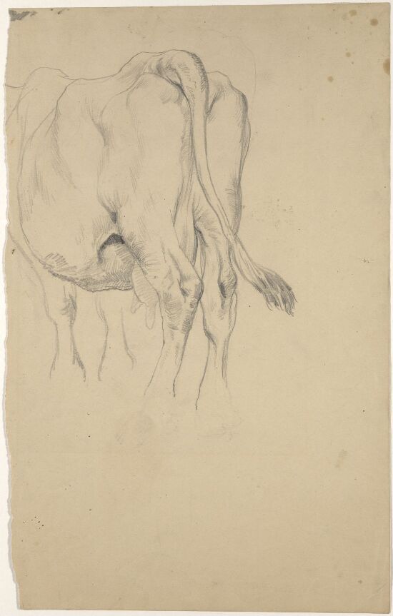 Cow seen from behind