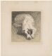 Sleeping Dog