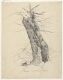 Study of a Treetrunk