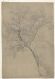 Study of a Tree