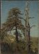 Study of Trees