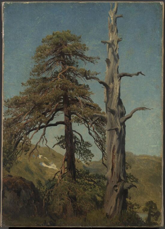 Study of Trees