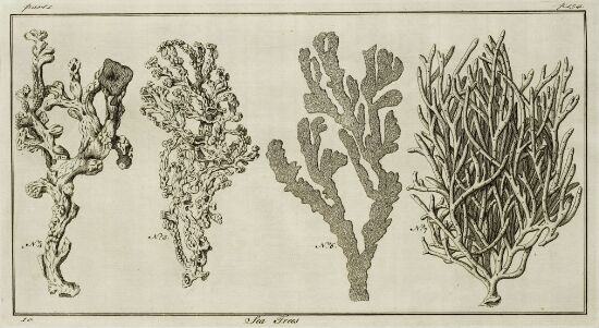Sea Plants