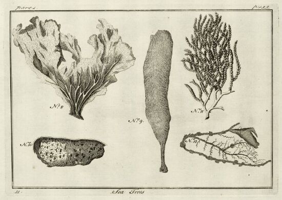 Sea Plants