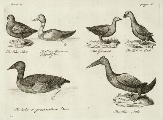 Sea Birds