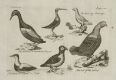 Sea and Forest Birds