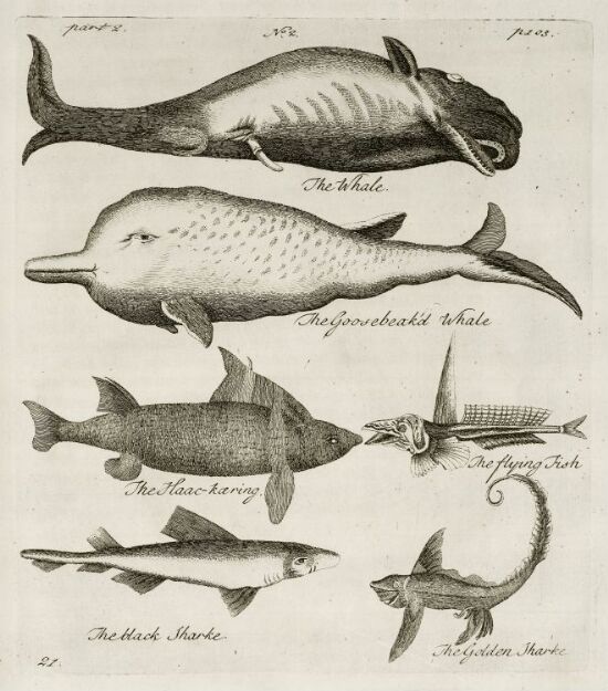 Whales and Sharks