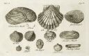 Mussels