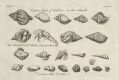 Mussels
