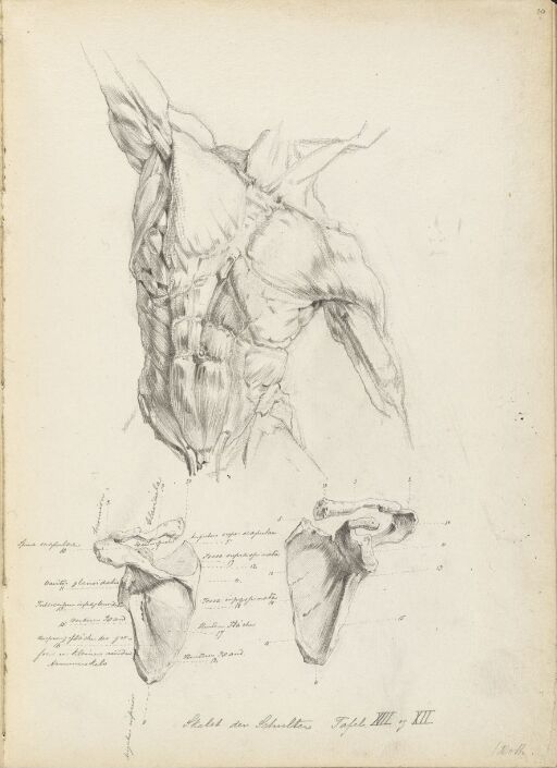 Anatomiske studier av torso og skulderblad